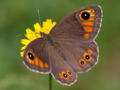 Lasiommata maera
