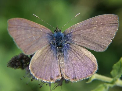 Leptotes pirithous
