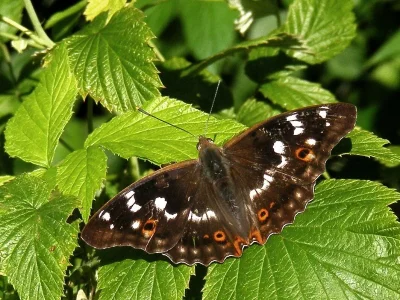 Apatura ilia