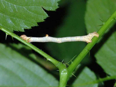 Hypomecis punctinalis