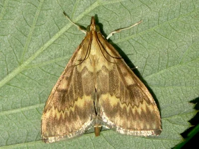 Ostrinia nubilalis