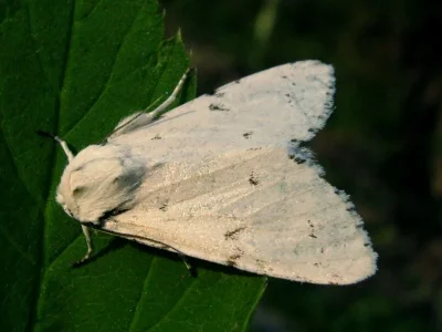 Acronicta (Acronicta) leporina