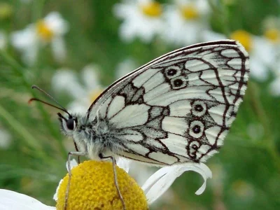Melanargia (Melanargia) galathea