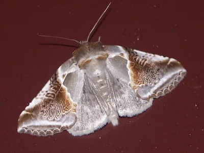 Habrosyne pyritoides