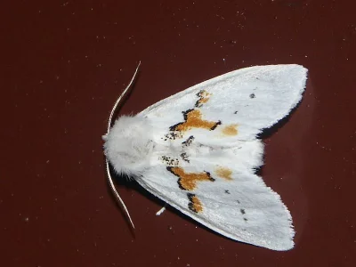 Leucodonta bicoloria