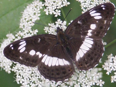 Limenitis camilla