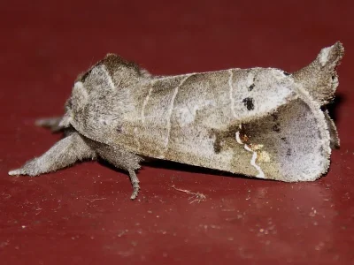 Clostera anachoreta