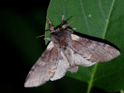 Notodonta dromedarius