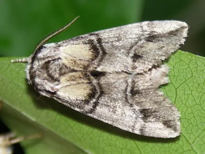 Drymonia velitaris