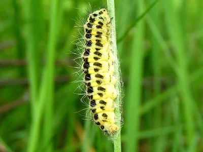 Zygaena (Zygaena) filipendulae