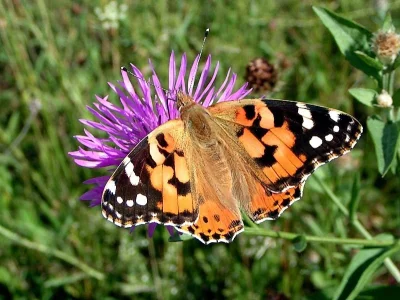 Vanessa cardui