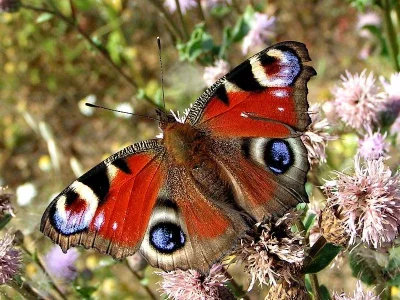 Aglais io