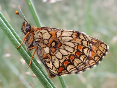 Melitaea (Mellicta) athalia