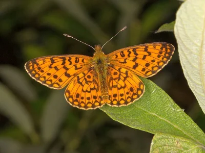 Boloria (Clossiana) selene