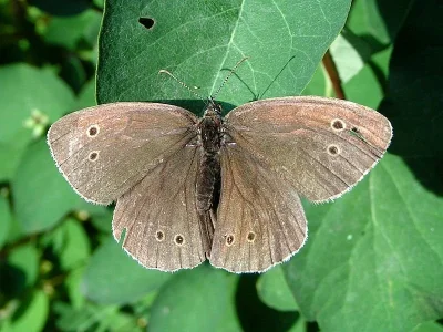Aphantopus hyperantus