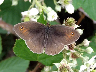 Maniola jurtina