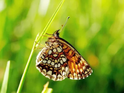 Melitaea diamina