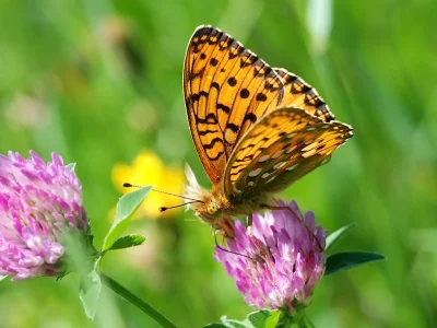 Argynnis (Speyeria) aglaja