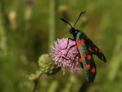 Zygaena (Zygaena) filipendulae