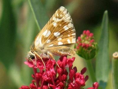 Spialia orbifer