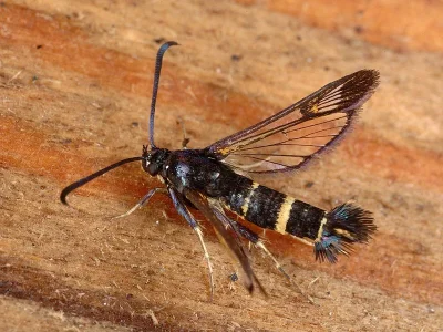 Synanthedon flaviventris