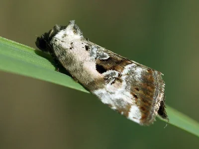 Elaphria venustula