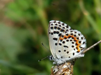 Scolitantides (Scolitantides) orion