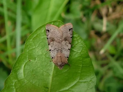Agrochola (Anchoscelis) litura