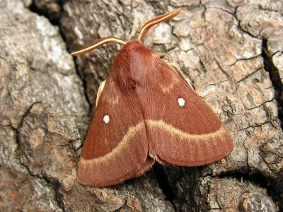 Lasiocampa (Pachygastria) trifolii