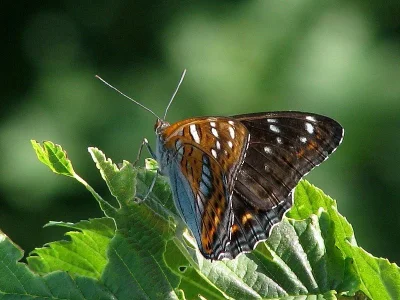 Limenitis populi