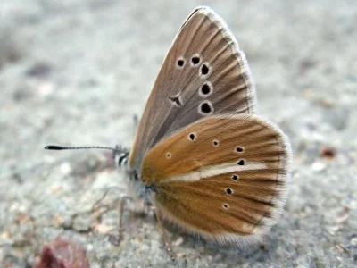 Polyommatus (Agrodiaetus) damon