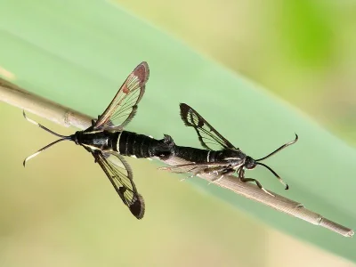 Synanthedon spheciformis