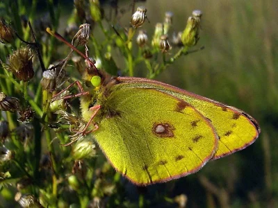 Colias hyale