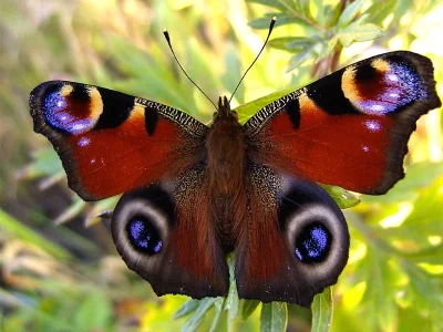 Aglais io
