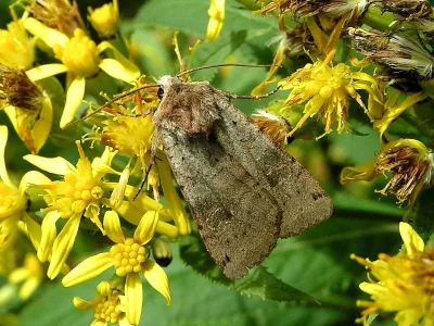Agrotis (Agrotis) segetum