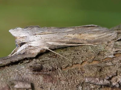 Cucullia umbratica