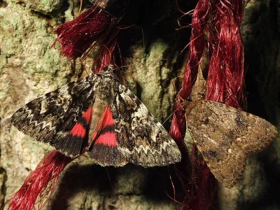 Catocala promissa