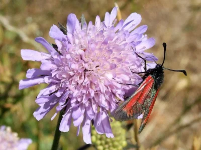 Zygaena (Mesembrynus) minos