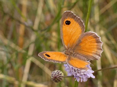 Pyronia (Pyronia) tithonus