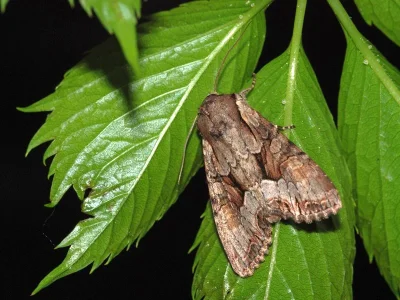 Lacanobia (Lacanobia) w-latinum