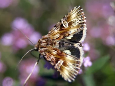 Actinotia radiosa