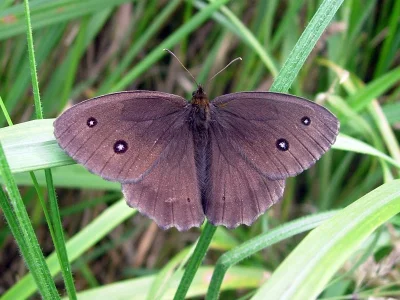 Minois dryas