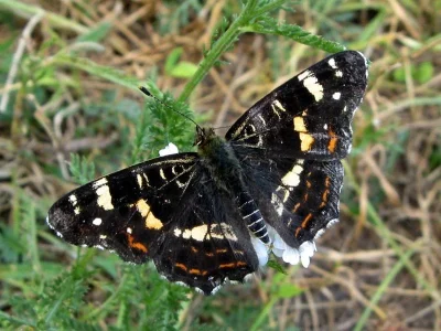 Araschnia levana