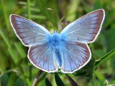 Polyommatus (Plebicula) amandus