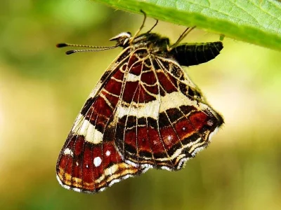 Araschnia levana