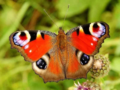 Aglais io