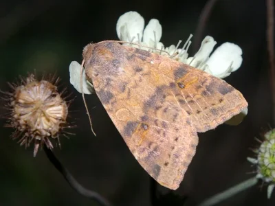 Xanthia (Cirrhia) gilvago