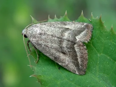 Phyllophila obliterata