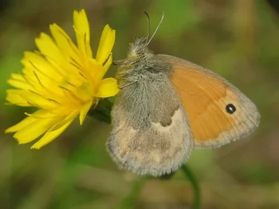 Coenonympha pamphilus