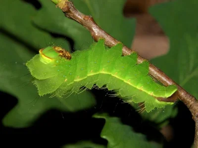 Antheraea (A.) yamamai